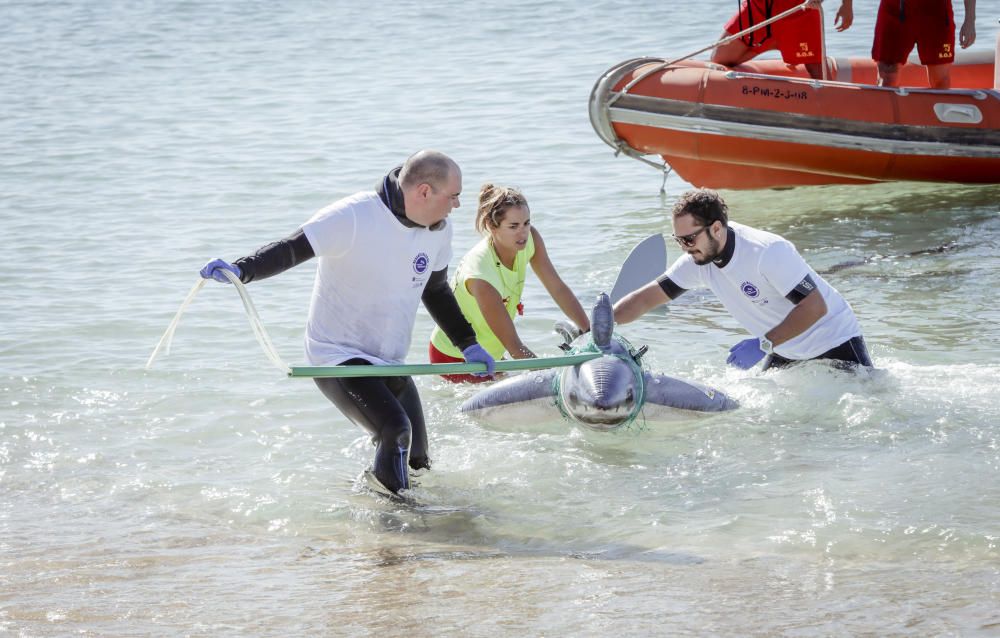 Hai-Alarm mit Happy-End auf Mallorca