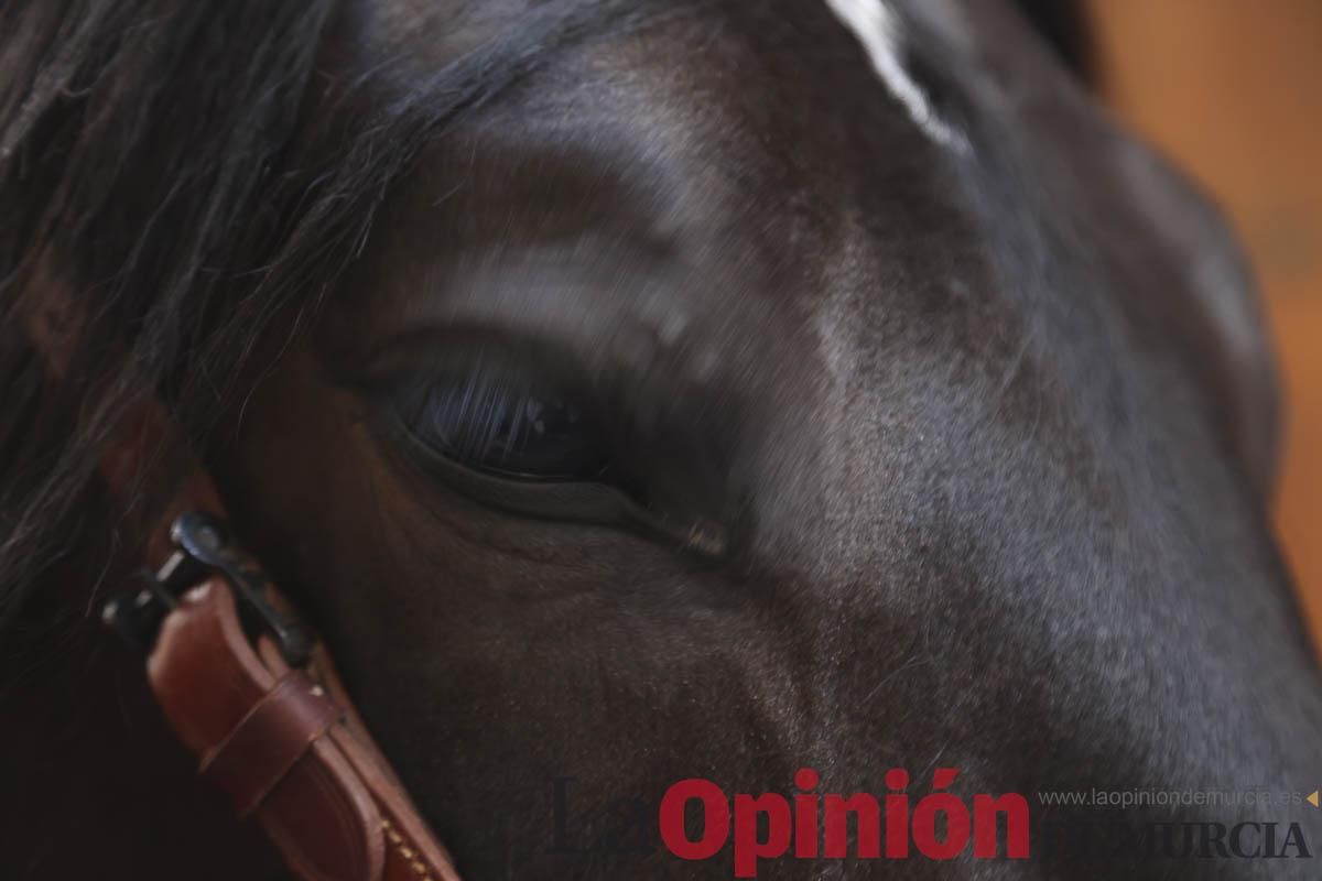 Concurso de caballo a pelo: pasacalles hasta el Hoyo en Caravaca