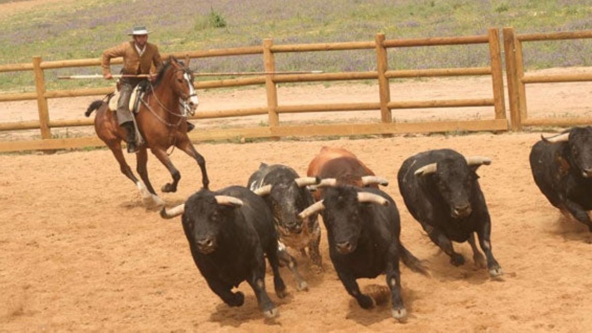 Conocer la crianza del toro en Cádiz