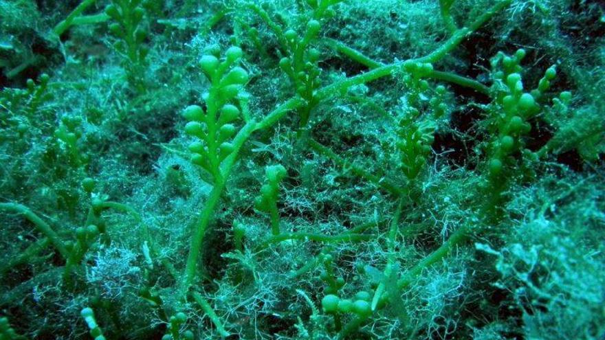 &#039;Caulerpa cylindracea&#039;: el alga australiana que amenaza los mares españoles