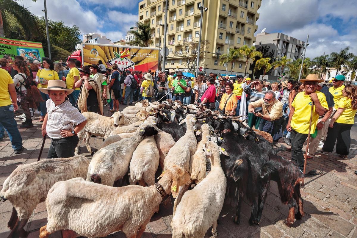 Ganado de Tenerife durante una movilización del sector primario celebrada en Santa Cruz en 2024.