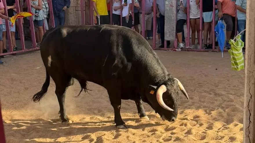 VÍDEO | El encierro de El Pego, en menos de un minuto
