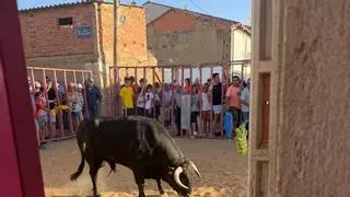 Bravura y riesgo en las calles de El Pego: aficionados disfrutan del encierro urbano