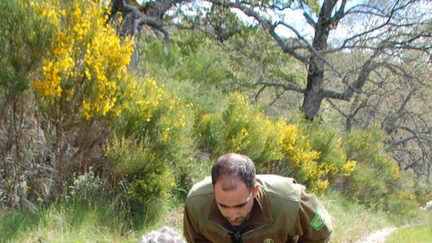 Agentes medioambientales observan un panel en busca de huellas del oso.