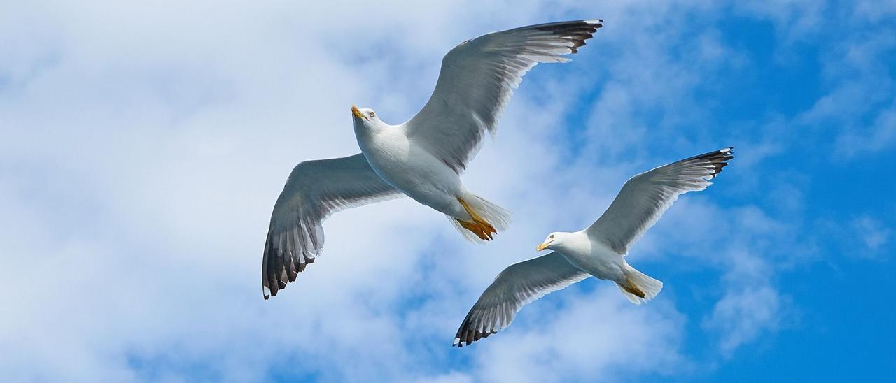 Gaviotas en vuelo