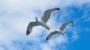 Gaviotas en vuelo