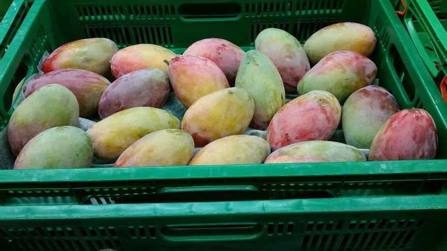 El mango de la Axarquía ya está disponible en los supermercados Mercadona.