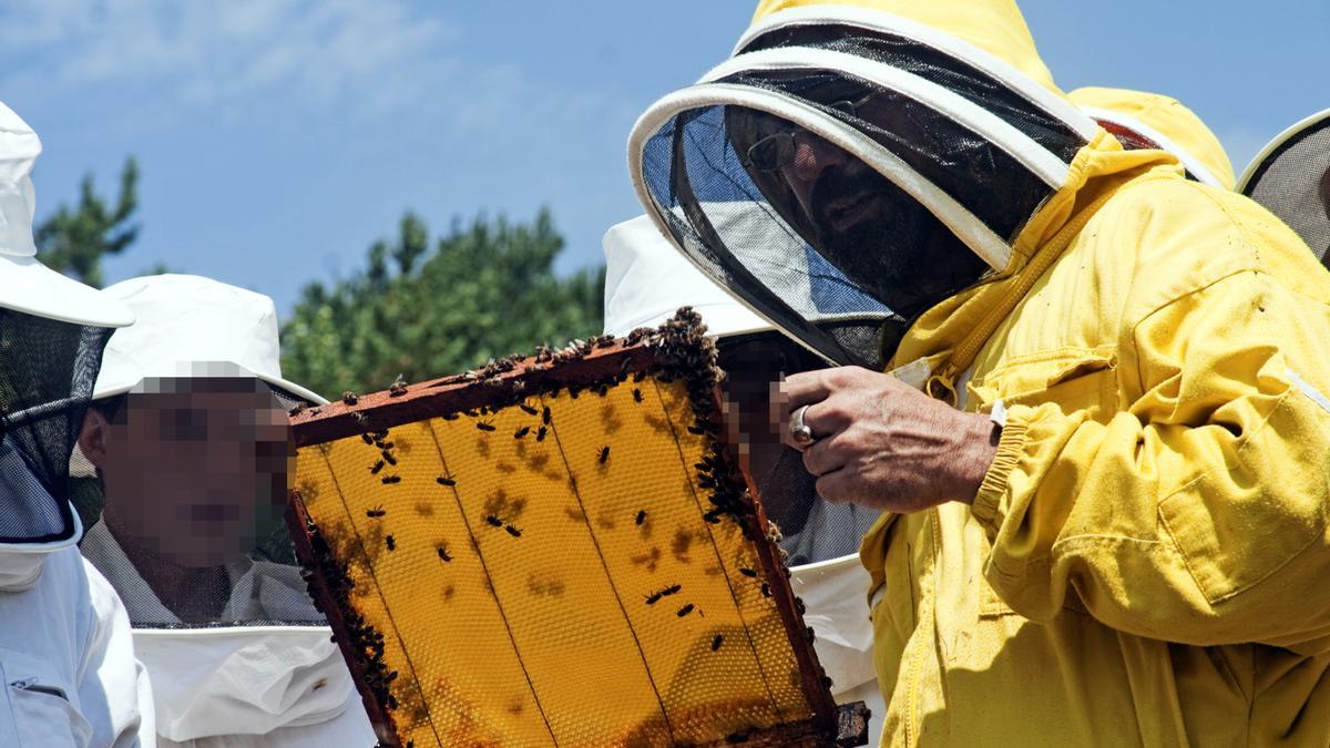 Imatge d'arxiu d'un apicultor mostrant una bresca amb abelles