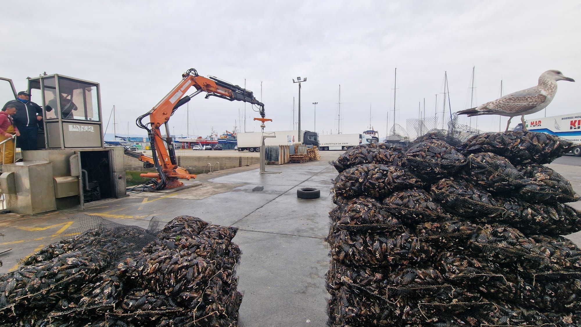 Descargas de mejillón para el mercado de fresco (depuradoras) en el puerto de Vilanova de Arousa.