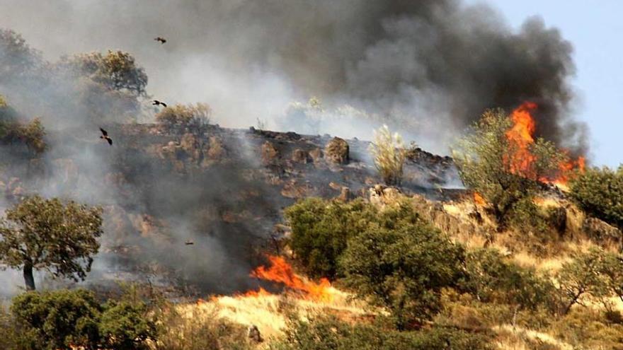 El Infoex lucha contra las llamas en el entorno natural de Puebla del Maestre