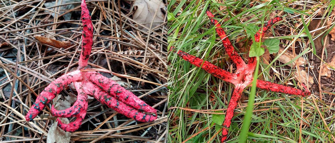 Ejemplar de ‘Clathrus archeri’ encontrado en el monte Vixiador