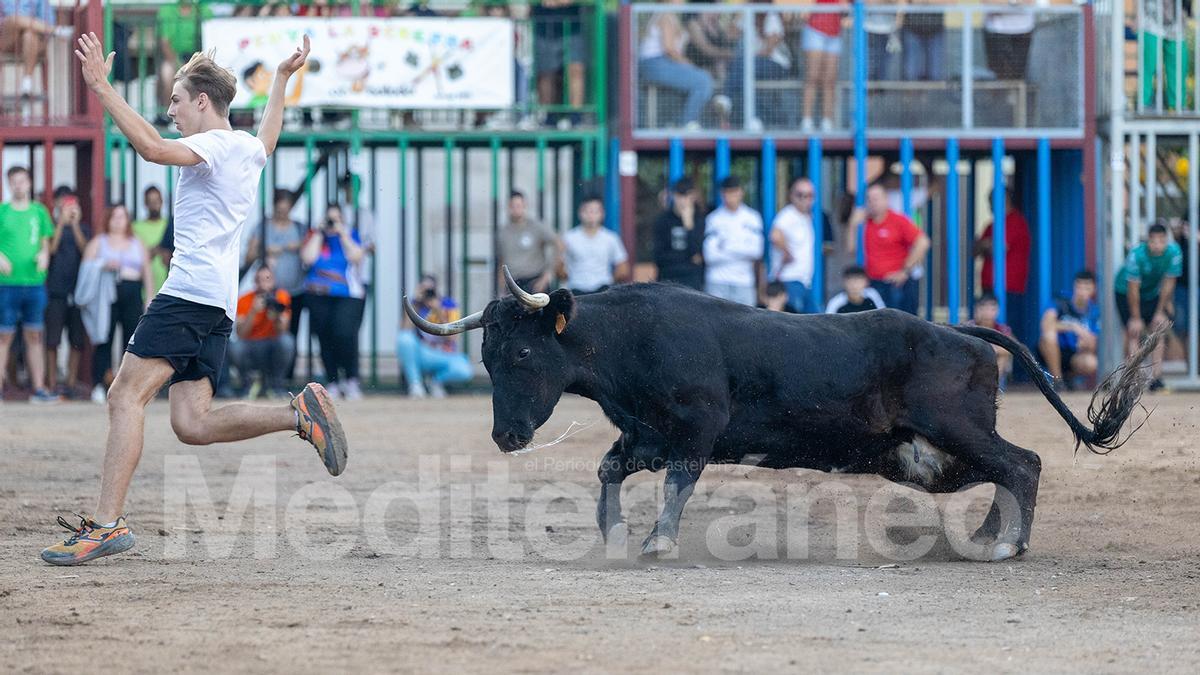 Bous a Les Alqueries 2025