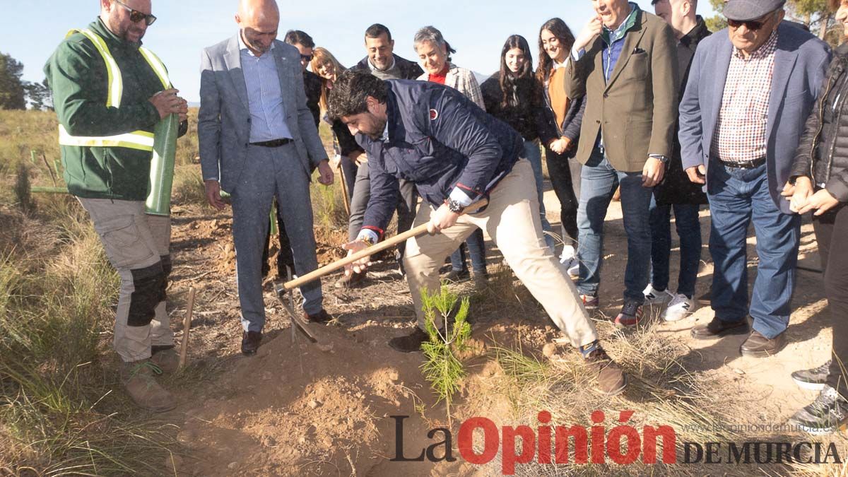 Bosque Disfrimur