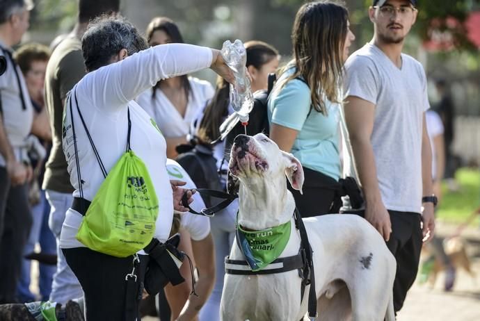 16/12/2018 LAS PALMAS DE GRAN CANARIA. Carrera ...