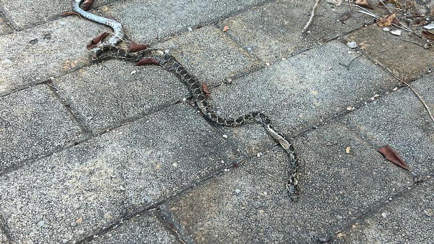 Aparece una serpiente en Bunyola en plena expansión de la especie invasora en Mallorca