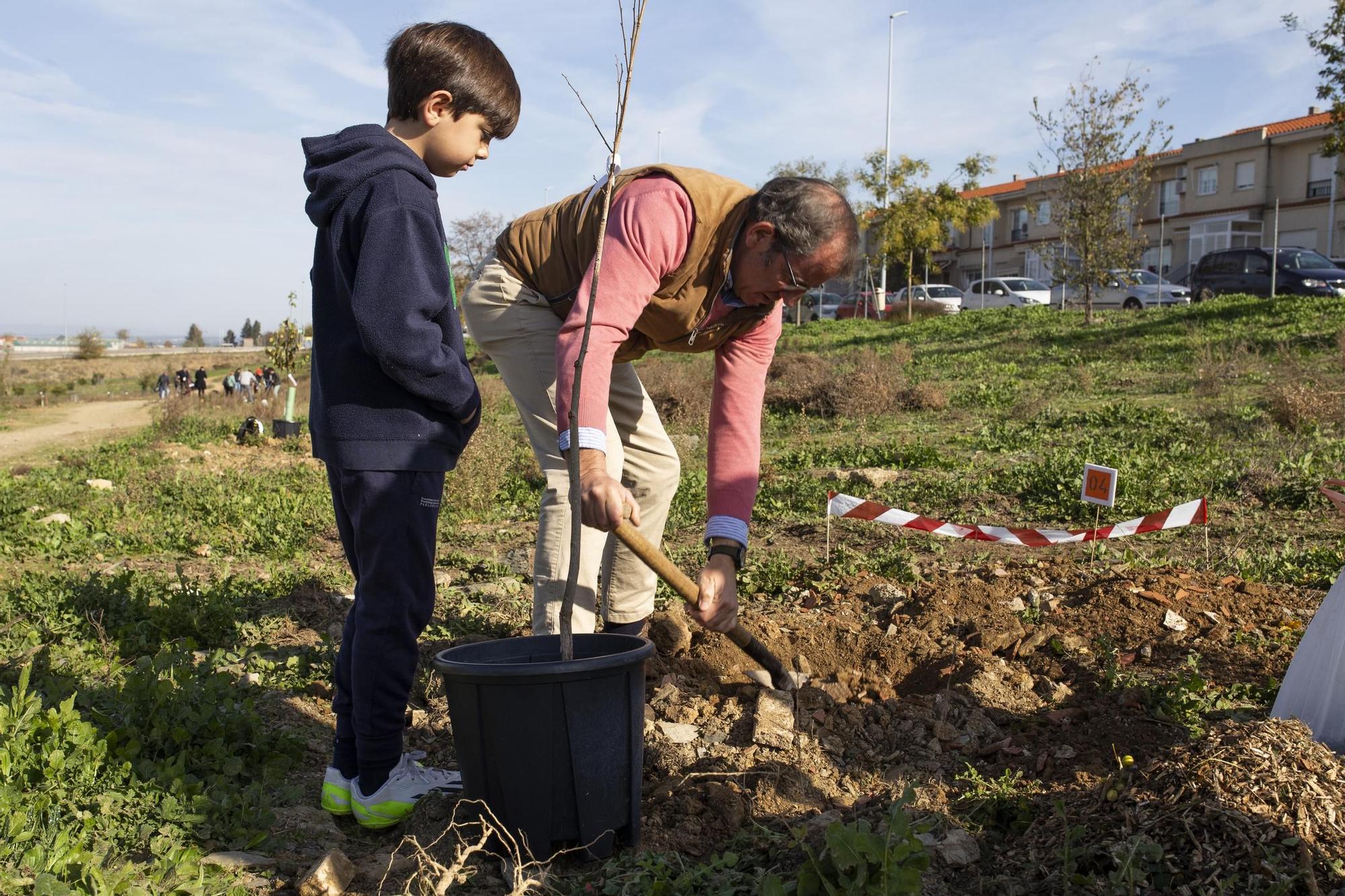 GALERÍA | Así ha sido la plantación de olmos en Cáceres El Viejo