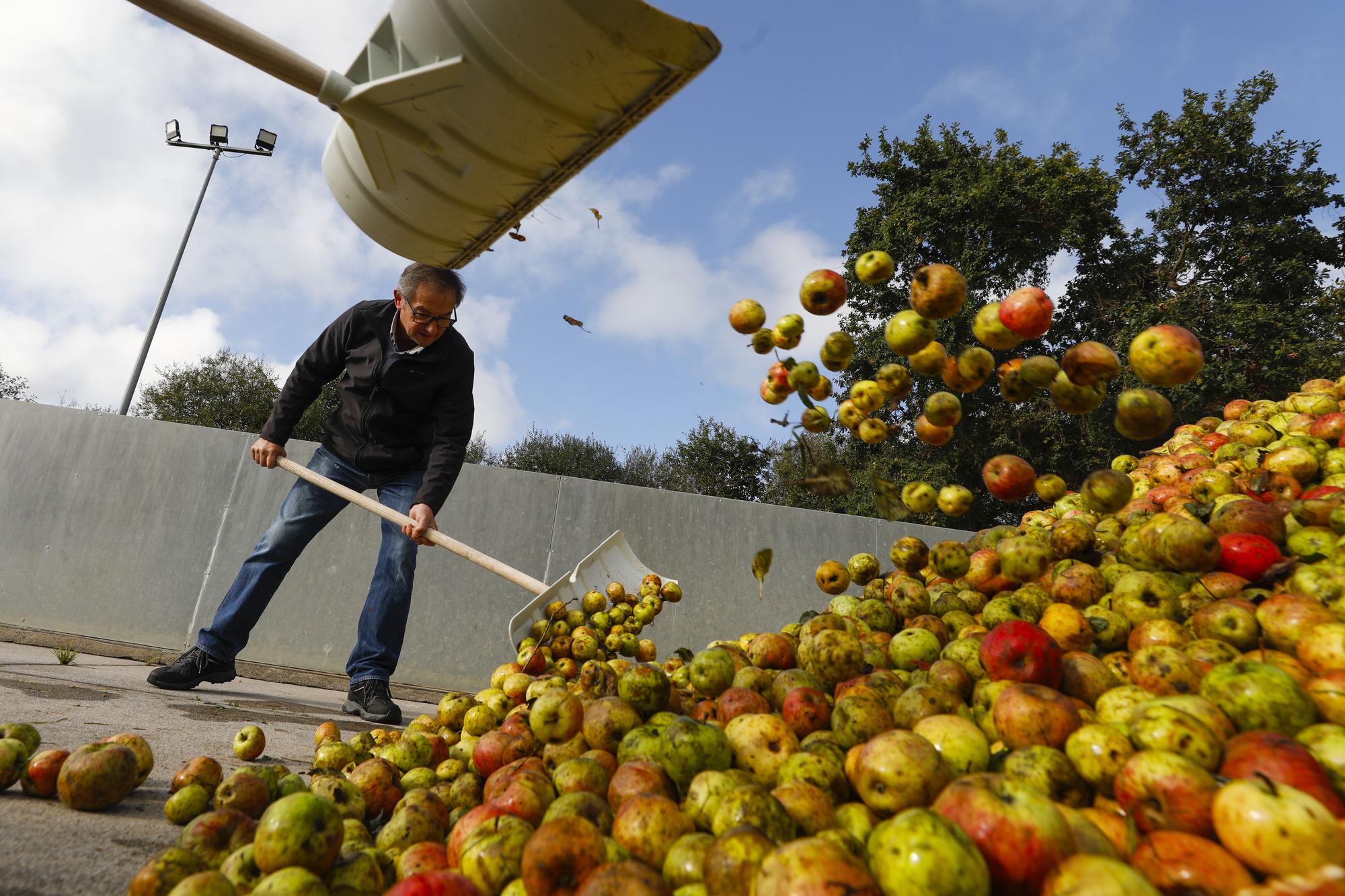 EN IMÁGENES: Llegan las primeras manzanas del año a los llagares asturianos