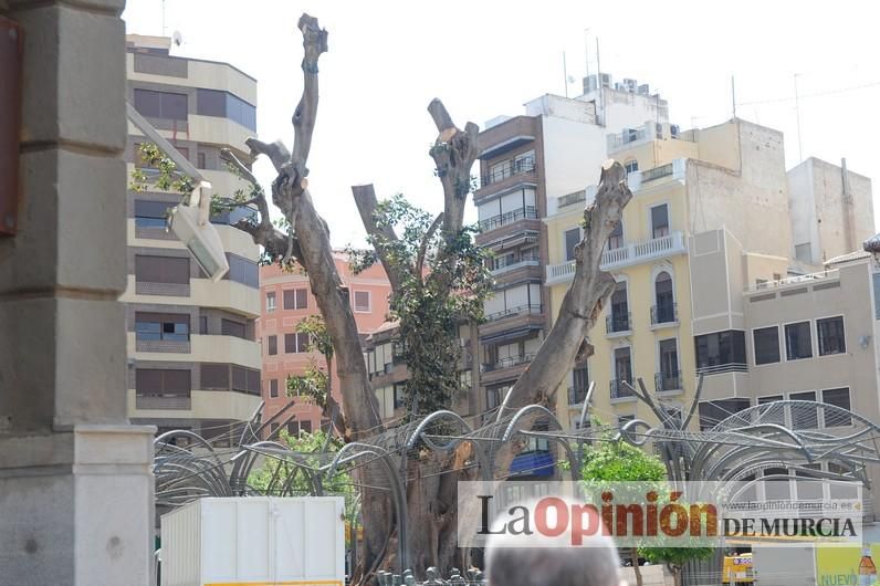 El estado final del ficus de Santo Domingo