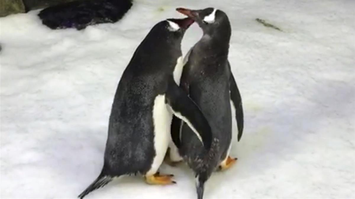 Pareja pingüinos
