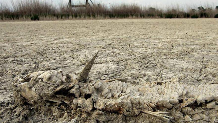 La falta de lluvia y de movimientos de agua ha acabado secando y deteriorando El Hondo.