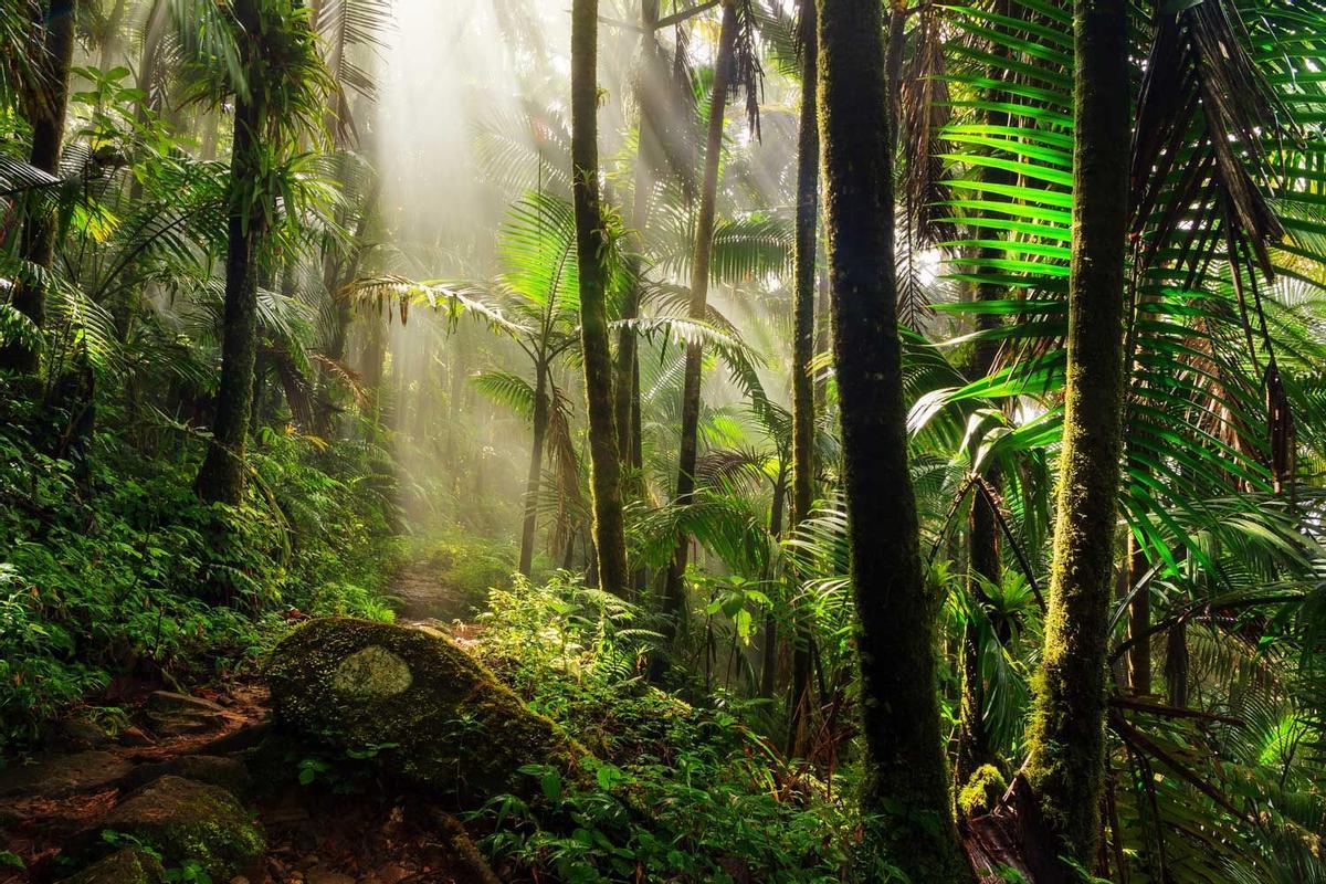 El Yunque, Puerto Rico