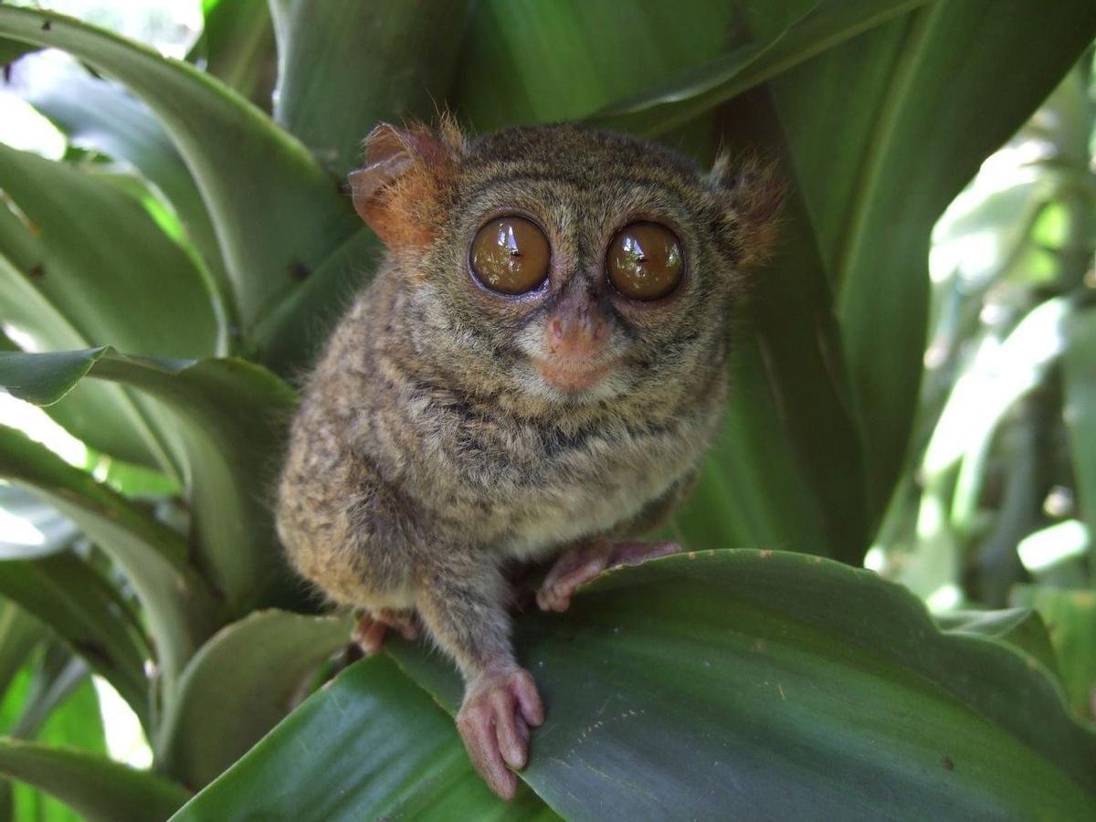 Los animales más raros y curiosos del mundo: El tarsero o tarsio fantasma (Tarsius tarsier)