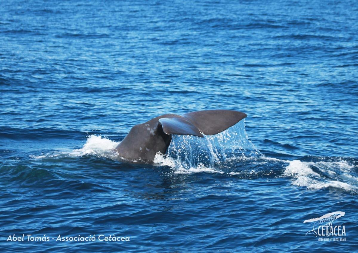 Un cacahalote en el Garraf.