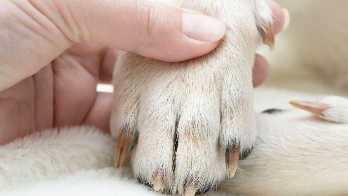 Cómo cortar las uñas a los gatos  Grupo Yagu