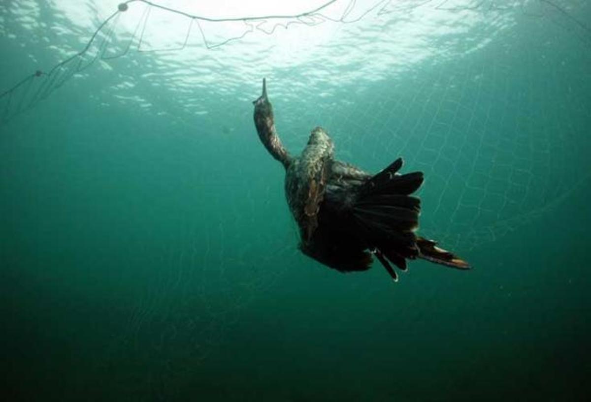 Un cormorán moñudo joven ahogado hace unos días en un enmalle.
