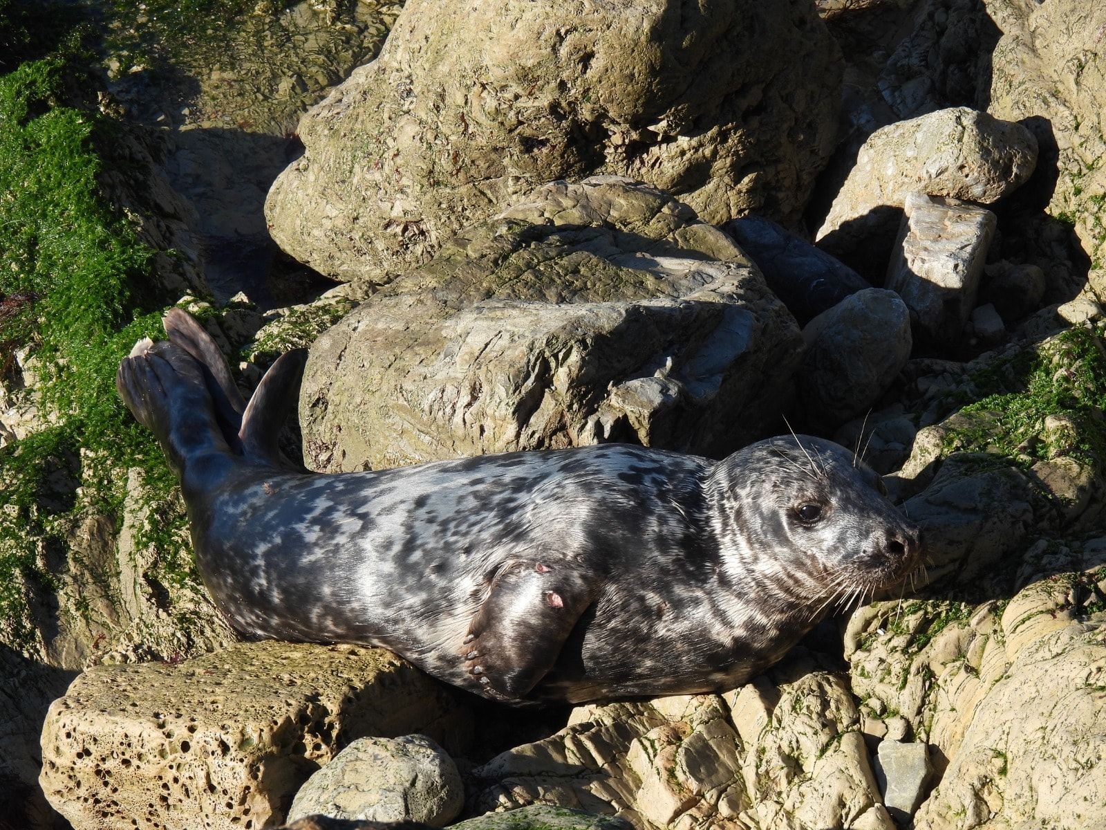 El baño de sol de una foca gris en el pedrero gijonés del Rinconín