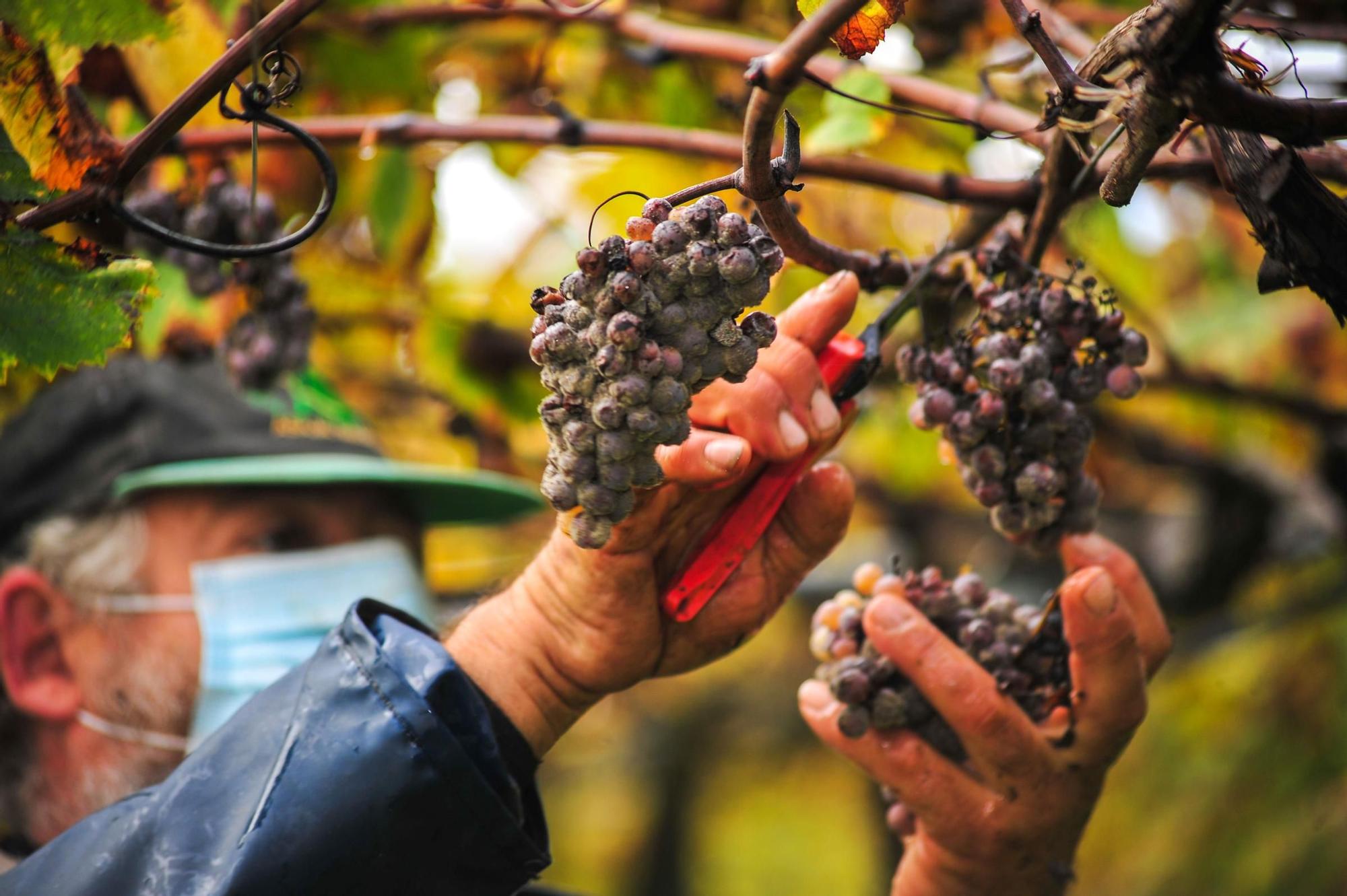 Vendimia tardía de la bodega Martín Codax