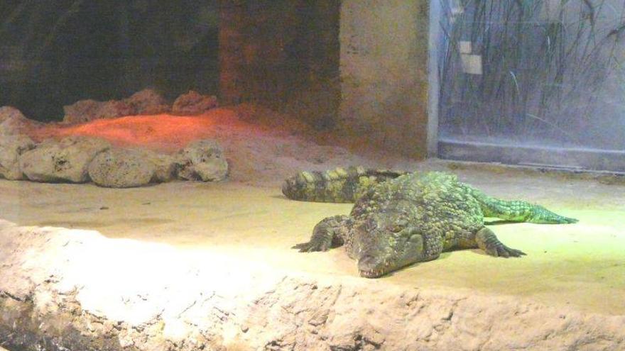 El acuario espera una cría de cocodrilo del Nilo