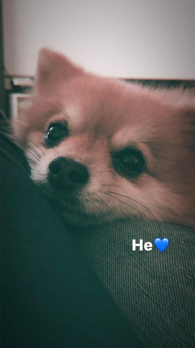 Sara Sálamo comparte una imagen del perrito de Isco Alarcón en Instagram stories