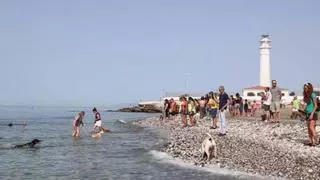 Playas a las que se puede ir con perros en Andalucía