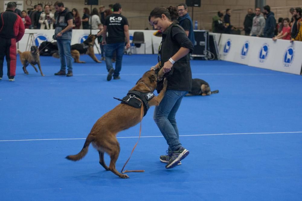 La Mascotada da brillo a Expocachorro