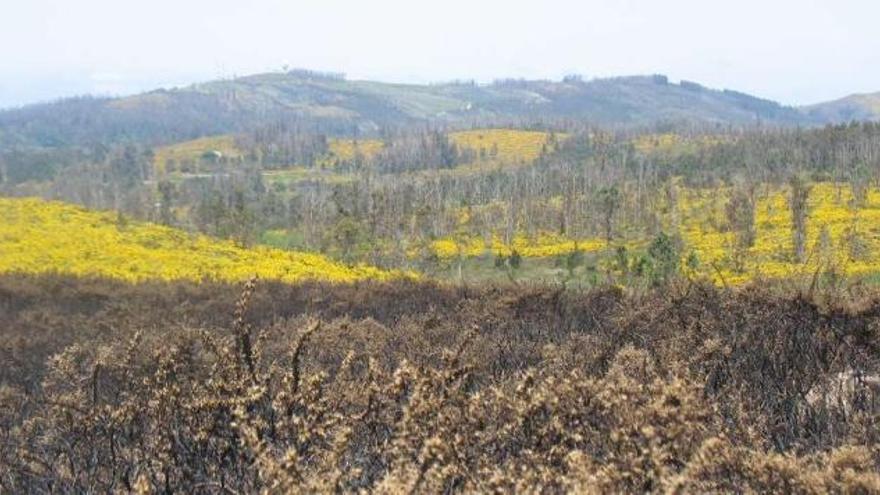 Hectáreas quemadas en las inmediaciones del Monte Pedroso (Santiago). / l. o.