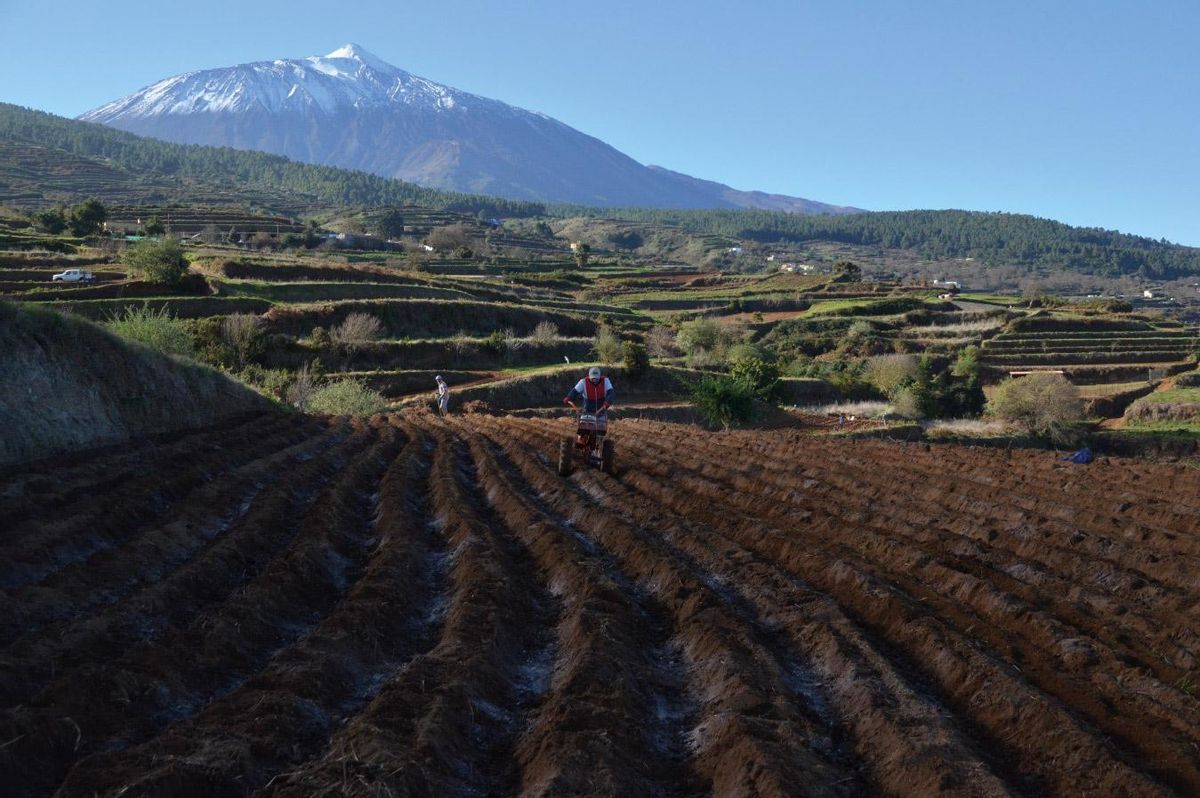 Arando el campo en Los Realejos.