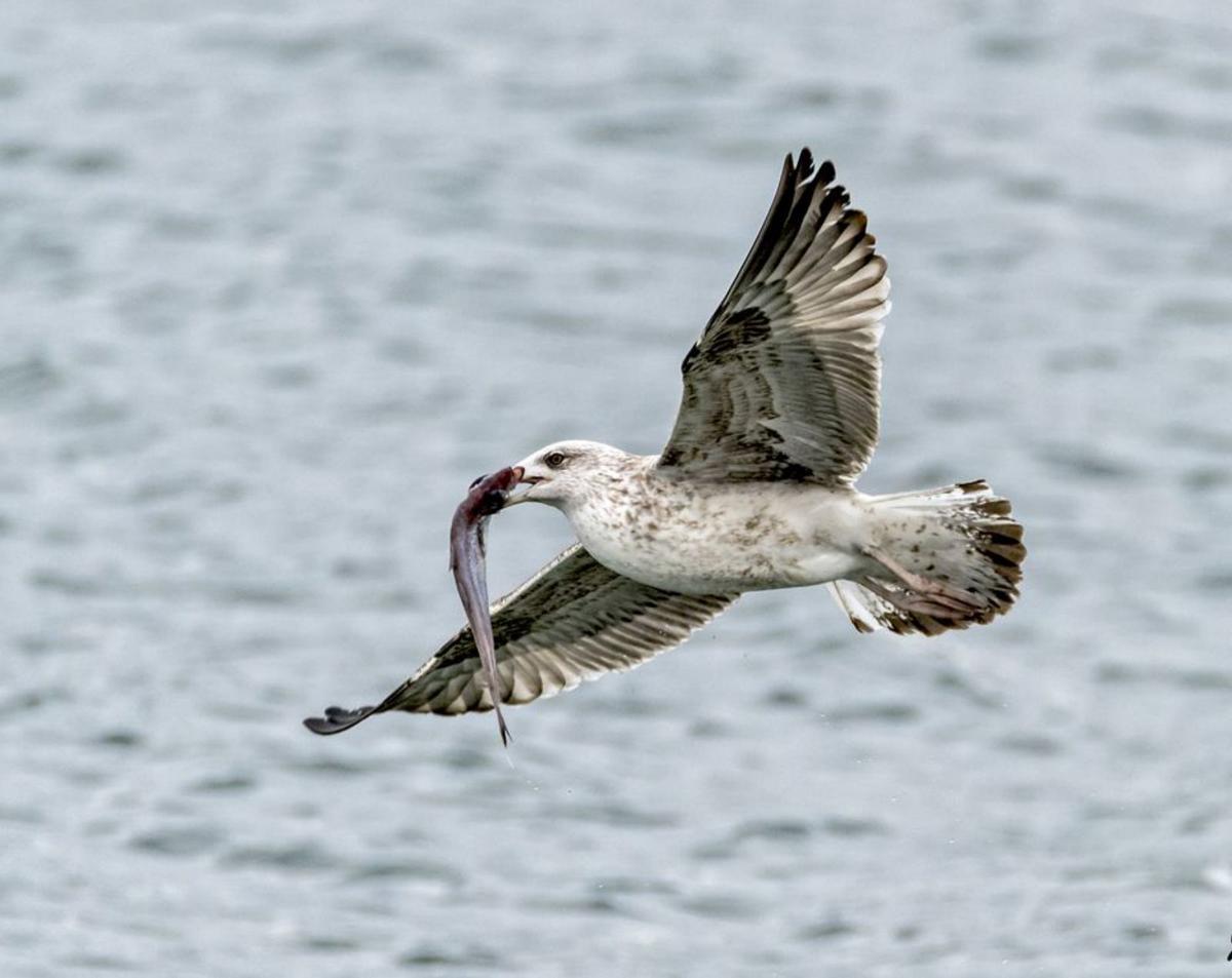 Un ejemplar de gaviota patiamarilla con una presa.  | JOSÉ LUIS GARCÍA
