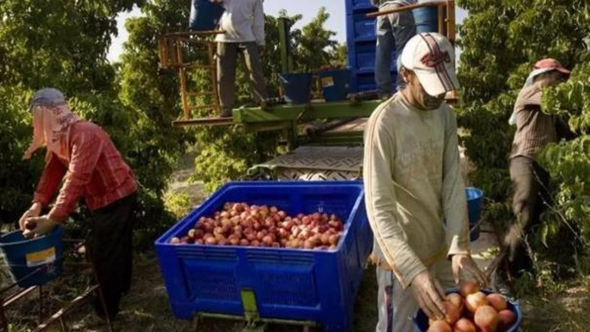 Trabajadores en una campaña de recogida de fruta.