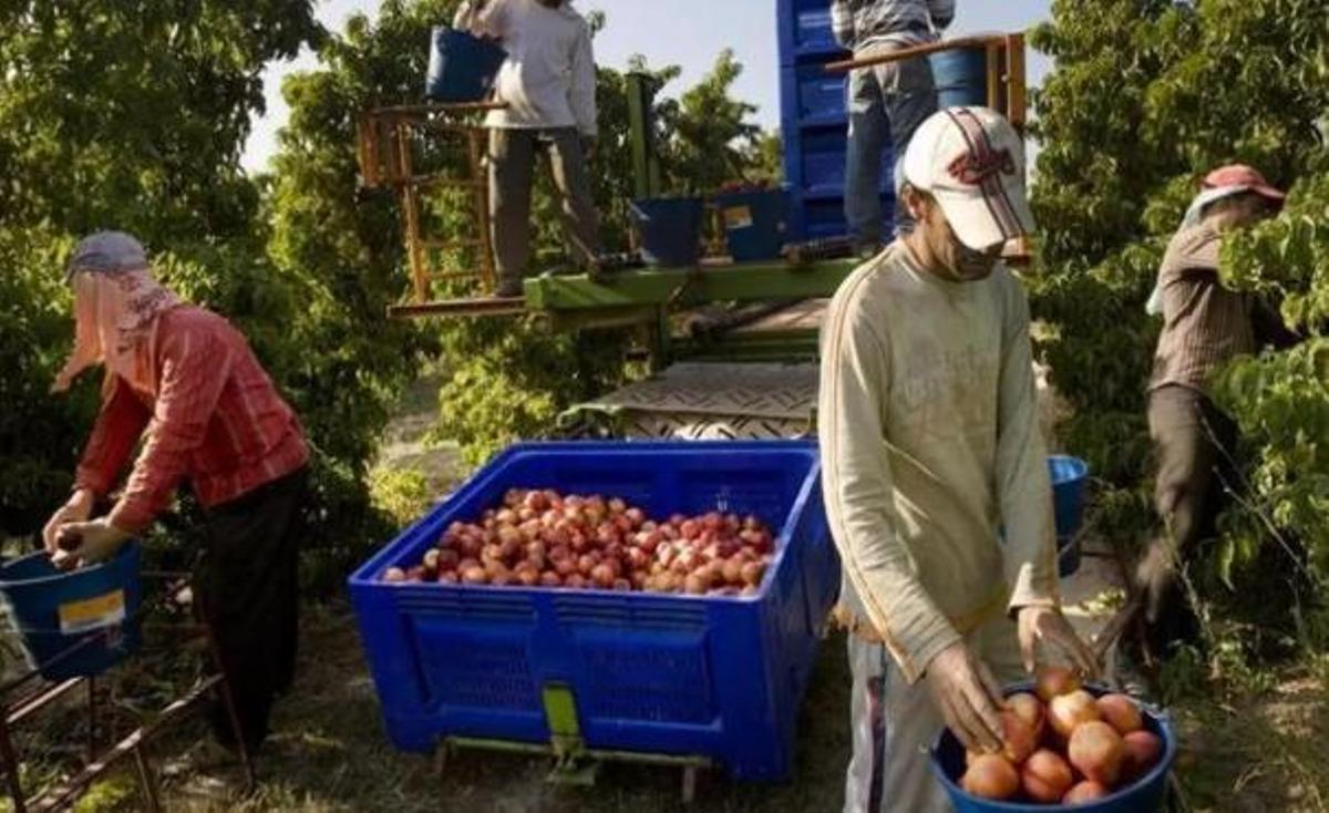 Trabajadores en una campaña de recogida de fruta.