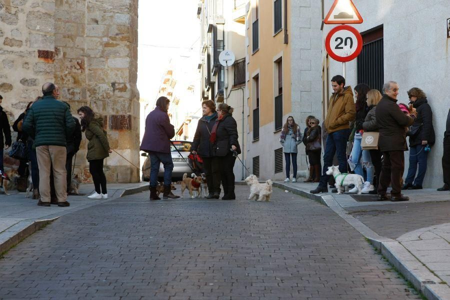 Los perros gobiernan por san Antón en Zamora