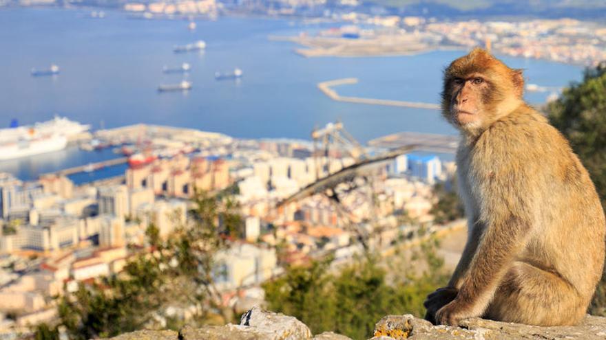 Un mono sentado en una pared en la cima del Peñón de Gibraltar.