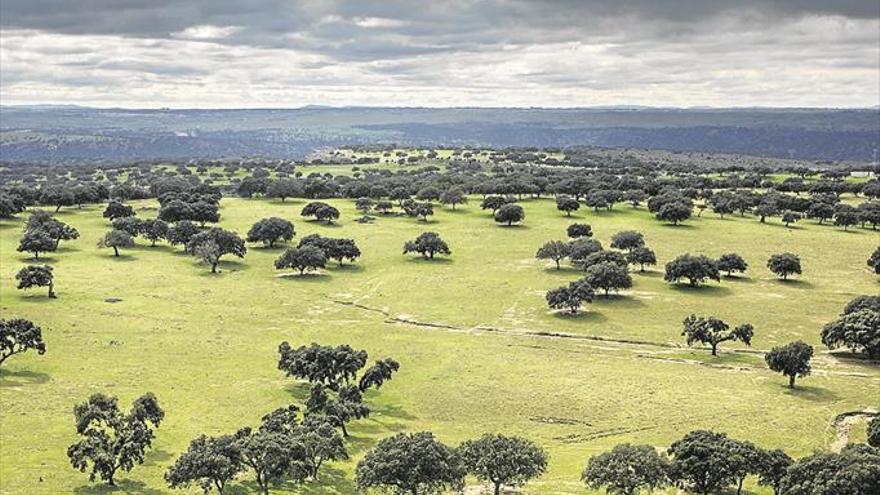 La dehesa encara los retos de futuro - El Periódico Extremadura