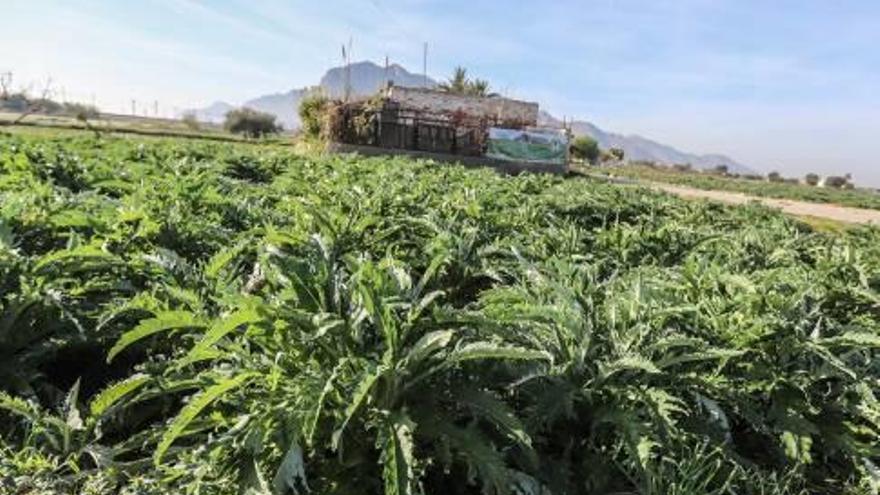 Imagen de un bancal plantado de alcachofas en Cox.