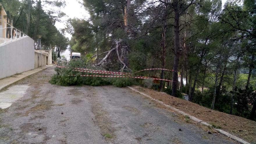 El viento derriba dos grandes ramas en Torres Torres