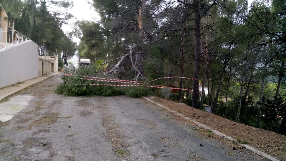 Se desploma una rama de pino en la urbanización El Tochar