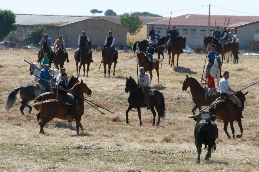 Encierro Guarrate