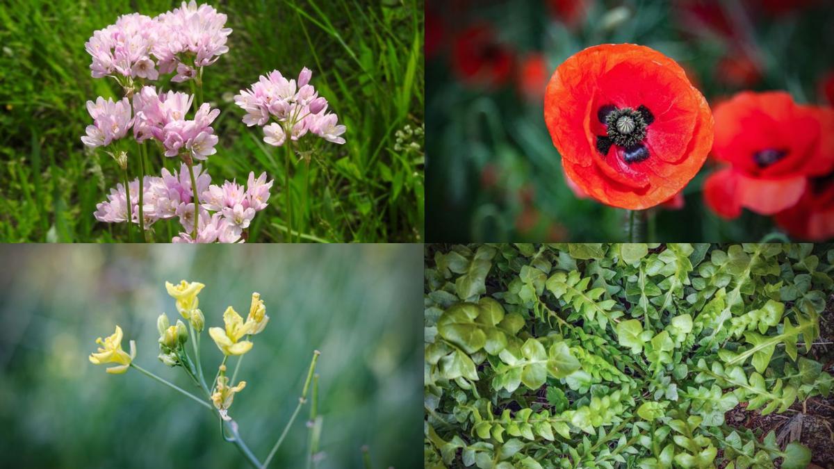 Les quatre plantes reconegudes com a comestibles