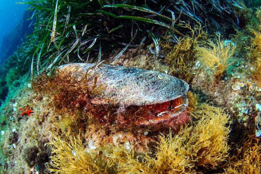 Un exemplar de nacra morta, que els biòlegs de la Fundació Mar han fotografiat al litoral del Baix Empordà