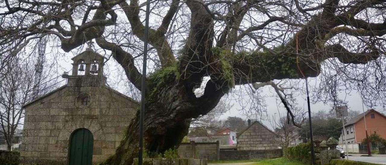 Las dos ramas más gruesas del árbol se encuentran apuntaladas por seguridad. // Rafa Vázquez